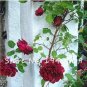 Fresh Climbing Roses Flower Seeds Dark Red Double Flowers