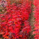 Fresh Japanese Red Maple Tree Cheap Seeds Professional Pack 20 Seeds / Pack Tree