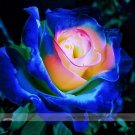 Fresh Blue Pink Yellow Rose Bush Flower Seeds 100 Seeds/Pack Light Fragrant Flowers