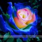 Fresh Blue Pink Yellow Rose Bush Flower Seeds 100 Seeds/Pack Light Fragrant Flowers