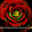 Fresh Big Blooming Red Green Rose Bush Flower Seeds 50 Seeds Fragrant Climbing Flowers