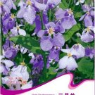 Fresh Violet Orychopragmus Flower Seeds 100 Seeds/Pack Purple Flowers