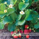 Fresh Roman F1 Strawberry Seeds 100 Seeds / Pack Deep Red Medium sized Strawberry