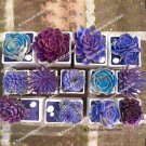Fresh 1 Professional Pack approx 100 Seeds / Pack Mixed Purple Succulent Seed
