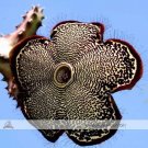 Fresh Edithcolea Grandis Succulent Carrion Flower Seeds approx 15 Seeds / Pack NF354