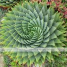 Fresh Aloe Polyphylla Seeds 1 Seed / Pack Spiral Aloe Succulent Seed