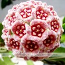Fresh 1 Professional Pack 15 Seeds / Pack Hoya Carnosa Seed Garden Seed #NF352