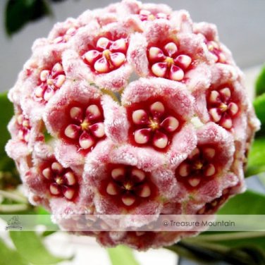 Fresh 1 Professional Pack 15 Seeds / Pack Hoya Carnosa Seed Garden Seed #NF352