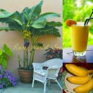Fresh 100PCS Edible Banana Tree ‘Dwarf Lady Finger’ (Musa acuminata) Seeds