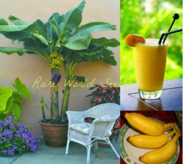 Fresh 100PCS Edible Banana Tree &acirc;��Dwarf Lady Finger&acirc;�� (Musa acuminata) Seeds