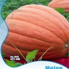 Fresh 1 Original Pack 6 seeds / pack Atlantic Giant Pumpkin Seeds #NF179