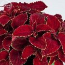 Fresh Rainbow Superfine Red Velvet Coleus 20 Seeds dark red petals white jagged edge