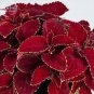 Fresh Rainbow Superfine Red Velvet Coleus 20 Seeds dark red petals white jagged edge