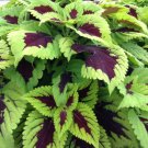 Fresh Kong Lime Sprite Coleus Seeds 20 Seeds perillaseed green black big petals