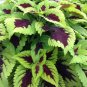 Fresh Kong Lime Sprite Coleus Seeds 20 Seeds perillaseed green black big petals