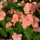 Fresh Violet Star Vinca Flower Seeds 10 Seeds deep purple petals with white stripe