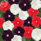 Fresh Jams N Jellies American Pie Mixture Vinca 10 Seeds mixed