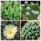 Fresh Fenestraria Aurantiaca Succulent Seeds 10 Seeds perennial succulent