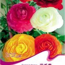 Fresh 20 Seeds/Pack Ranunculus Seed Ranunculus Asiaticus Flowers Seeds Hot