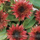 Fresh Double Dandy Hybrid Sunflower Seeds 15 Seeds / Pack Heavily Ruffled Blooms