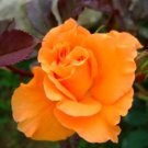 Fresh 100PCS Orange Rose Seeds