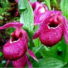 Fresh 100PCS Cypripedium Macranthos Fairy Slipper Orchid Seeds Purple Flowers