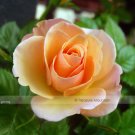 Fresh 1 Professional Pack 50 seeds / pack Yunnan Orange Rose Plant Seed #NF425