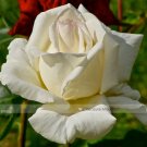 Fresh 1 Professional Pack 50 seeds / pack Yunnan White Rose Seed #NF421