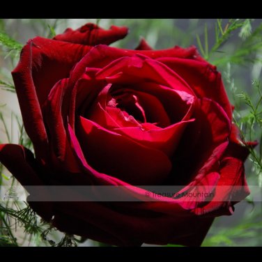 Fresh 50 seeds / pack Thin Leaves Blood Red Flowers Heirloom Rose Flower Seed
