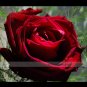 Fresh 50 seeds / pack Thin Leaves Blood Red Flowers Heirloom Rose Flower Seed