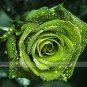 Fresh 50 seeds / pack Dark Green European Rose Bush Seed Fragrant Flower