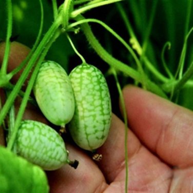 Fresh 2 Seeds/Pack Mexico Miniature Watermelon Seeds Thumb sized Water Melon Seeds