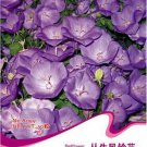 Fresh 30 Seeds/Pack Campanula Punctata Rubriflora BELLFLOWER S Flower SEEDS