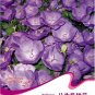 Fresh 30 Seeds/Pack Campanula Punctata Rubriflora BELLFLOWER S Flower SEEDS