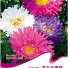 Fresh 30 Seeds/Pack POWDER PUFF ASTER MIX Callistephus Chinensis Flower Seeds
