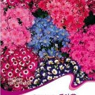 Fresh 30 Seeds/Pack Cineraria Hybrida Royalty Mixed Flower Annual Shade Loving or