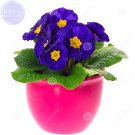 Fresh Primula vulgaris Hill primula acaulis 20 Seeds