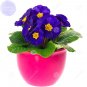 Fresh Primula vulgaris Hill primula acaulis 20 Seeds