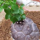 Fresh Dioscorea Elephantipes Imported Elephant s Foot Yam Seeds or available