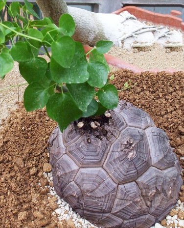 Fresh Dioscorea Elephantipes Imported Elephant s Foot Yam Seeds or available