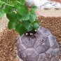 Fresh Dioscorea Elephantipes Imported Elephant s Foot Yam Seeds or available