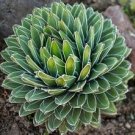 Fresh Agave Victoriae reginae Seeds 5 Seeds succulent flowering Mexican Noa