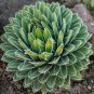 Fresh Agave Victoriae reginae Seeds 5 Seeds succulent flowering Mexican Noa