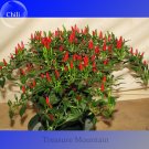 Fresh Thai Sun Hot Pepper Capsicum annuum Chili Seeds 100 Seeds Mini Hot Pepper Seeds