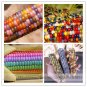 Fresh Sweet Rainbow Corn Hybrid Seeds 20 Seeds Colorful Vegetable Corn Grain Cereals