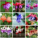 Fresh 100 Fuchsia Seeds Hanging Flowers F.Alba Coccinnea Flowers NF880