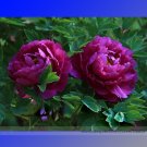 Fresh Big Blooming Purple Peony Shrub Flower Zi Cai Seeds 5 Seeds Flower