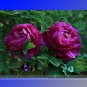 Fresh Big Blooming Purple Peony Shrub Flower Zi Cai Seeds 5 Seeds Flower