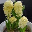 Fresh Outdoor Hyacinthus Yellow Flower Seeds