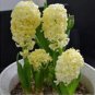 Fresh Outdoor Hyacinthus Yellow Flower Seeds
